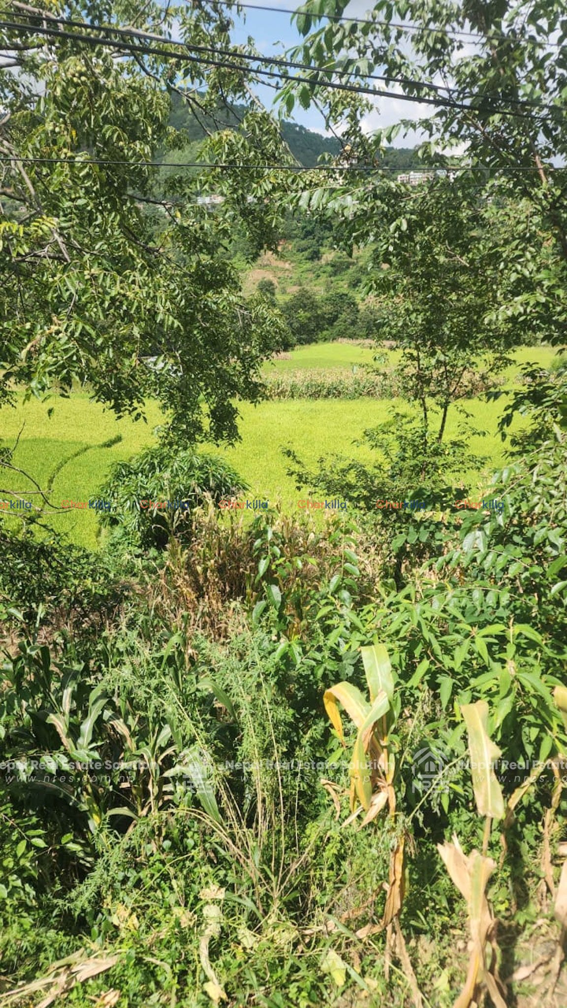 LAND FOR SALE IN PHARPING ,DAKSHINKALI