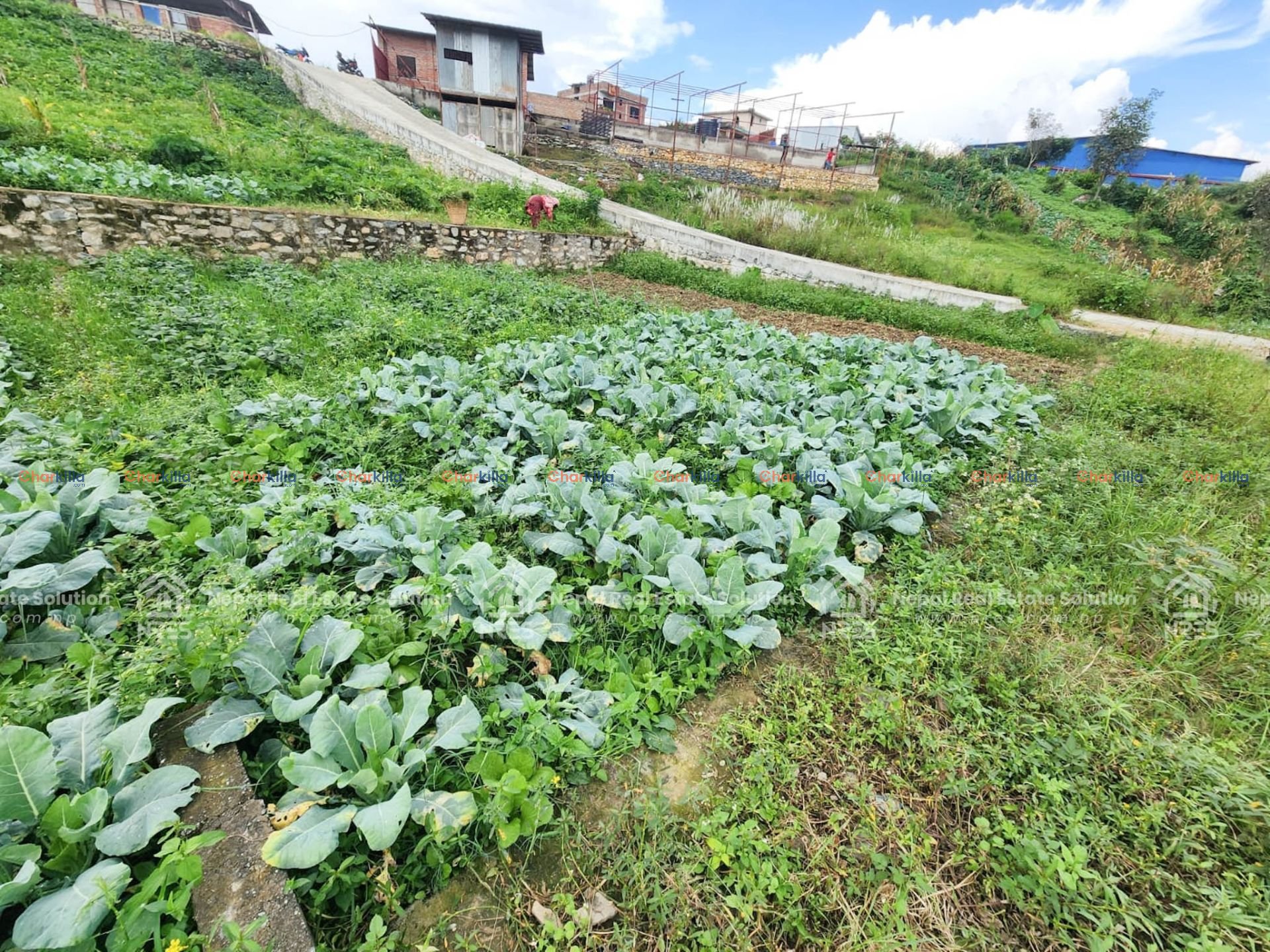 LAND FOR SALE IN TAUDAHA