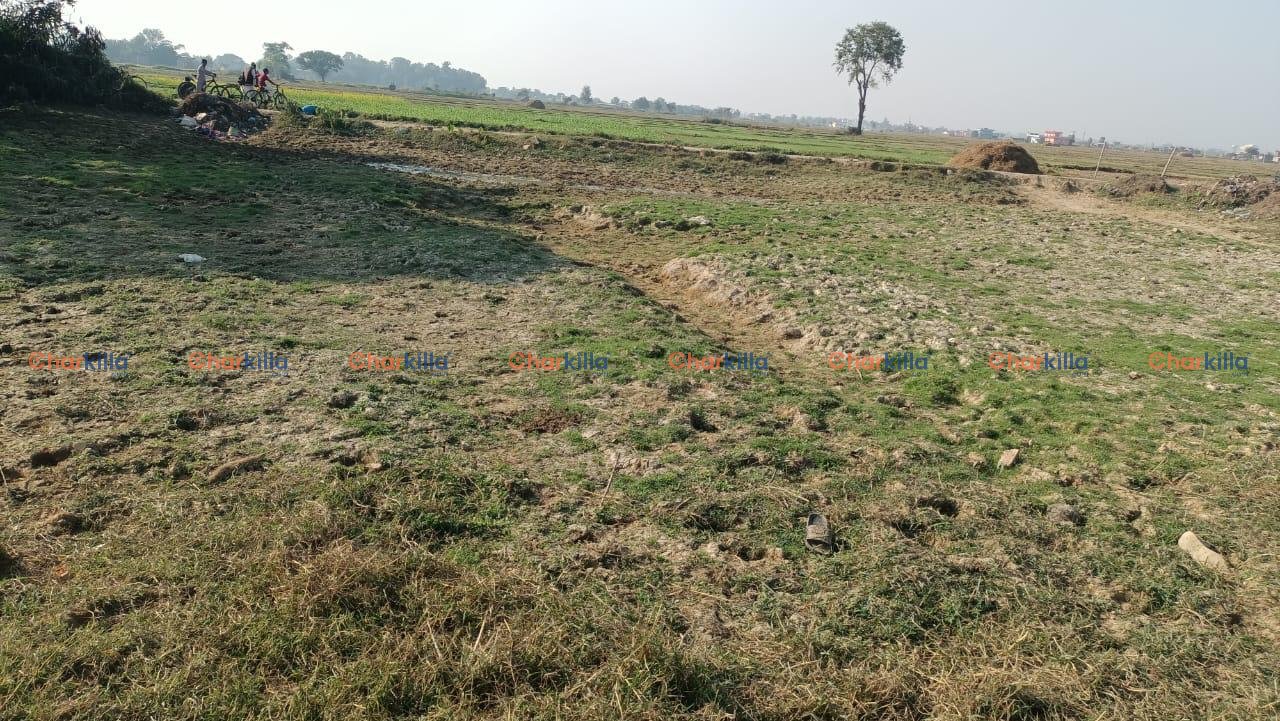 LAND FOR SALE IN RUPANDEHI.